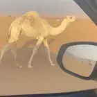 الحوطه بني تميم