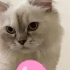 قطة للبيع