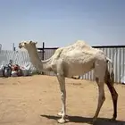 بكرة وضحى باتلية