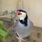 ببض حجل شنير مخصب للبيع