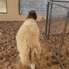 خروف نعيمي 6شهور