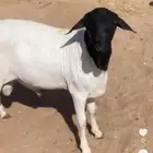 البيع بربر طيب بالحيل