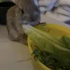 ارنب ارانب صغيرة الخرج ماعرف جنسهم