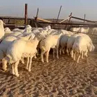 غنم مقاني صنف