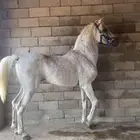 حصان جزيري شعبي