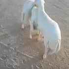 جذعان