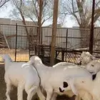 5 خرفان حري للبيع