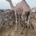 بكره عمانيه لقيه