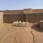 بهم خرفان