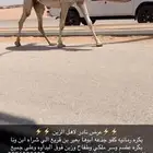 بكره كفو رمانيه
