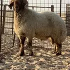 فحل نعيمي صنف( ينسف براسه) شرط