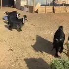 معزا ثنوات