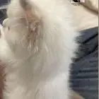 تبني قطط