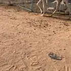 للبيع ضريبه وضحا سنها سديس
