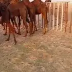حشوان قصب بريه مراح واحد فيها عماني وبكره