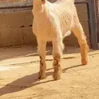 بسم الله ماشاء الله تيس زبده فل الفل