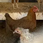 دجاج وديك بلدي كفو