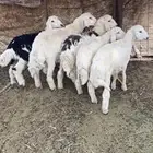 طليان للبيع