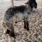 خروف شبب