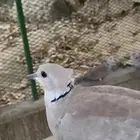 بدي ياكريم هولندي قمري ابوطوق