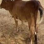 بقرة بلدي فل شحم