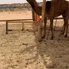 بكره صفرا دبيانيه للبيع