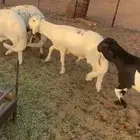 5 سواكن 8شهور مرابي واللحم شرط