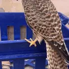 بواشق العدد اثنين