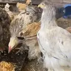 دجاج براهما