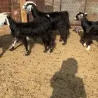 معزا للبيع