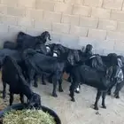 تيوس مخصاه
