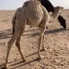 للبيع القعود المفرود العمر 6 شهور