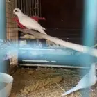 اجوز يمام ابرق
