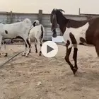 للبيع معزا مشاريك