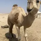 البعير الاشقح المنتج