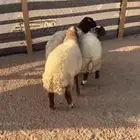 نعيم