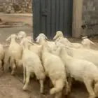 بهم للبيع