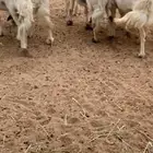 غنم صنف