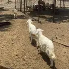 طليان حري ذبايح