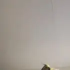 عصفورين مفقودين