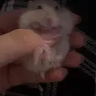 هامستر ونتر وايت