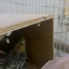 زوج كروان للبيع