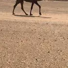 قعود مجهم ولد مسكت القرموط