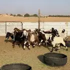 للبيع جفرات مشاريك طيبه