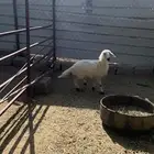 خروف وعجمتين