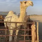قعود رماني كفو