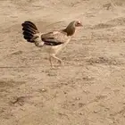 ديك ودجاجه للبيع على السوم اعلى سومه الله يبارك