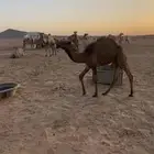 قعود اصفر
