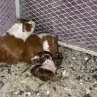 زوج وبران عليها 4