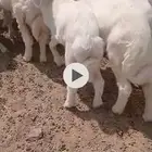بهم حري